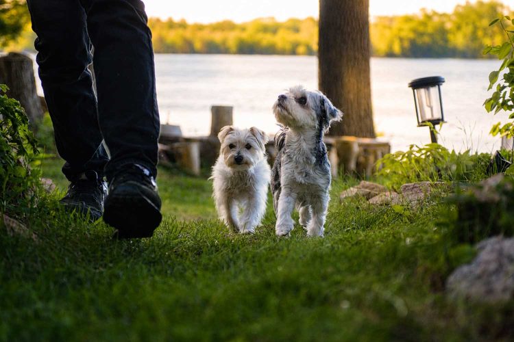 k_and_crew_sunset_walk_vesi_photo