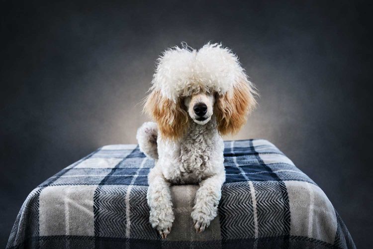 pet-photography-hastings-county-nimbus