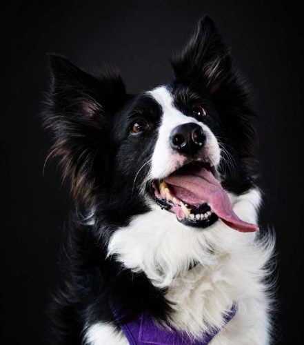 pet-photogrraphy-vbesi-photo-belleville-kingston-ottawa-toronto-border-collie
