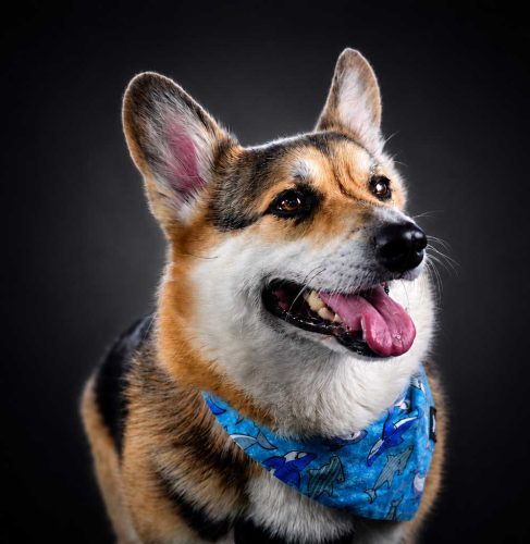 pet-photyography-kingston-ottawa-toronto-custom-pet-portraits-vesi-photo