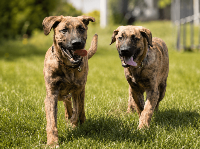 vesi-photo-pet-photography-tweed