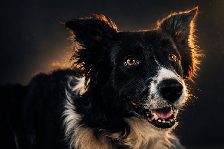 vesi_photo_pet_photography_toronto
