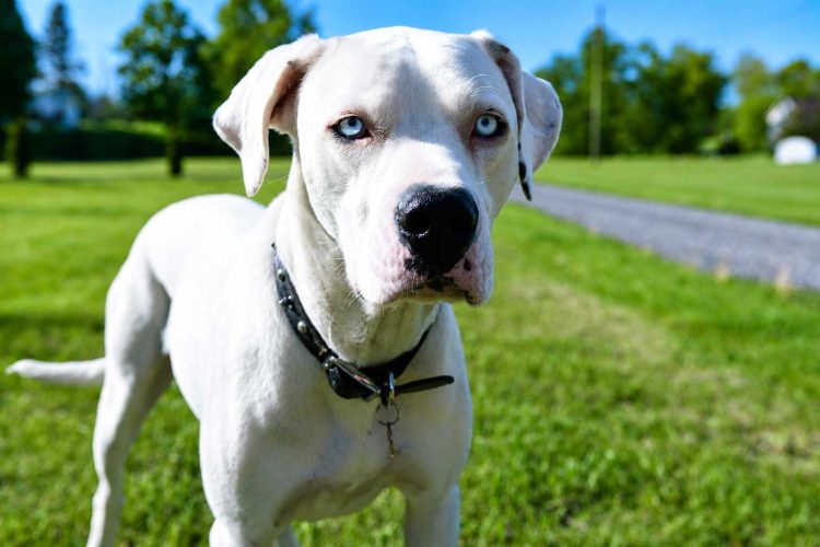 white_dog_blue_eyes_green_grass_vesi_photography