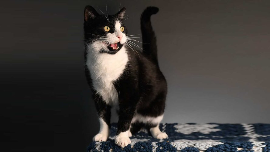 cat_bandwhite_spca_napanee_vesi_photography