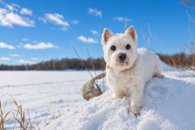 georgia_white_dog_winter_scene_vesi_photo_a